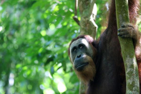 Ida Guest House & JUNGLE TREKKING